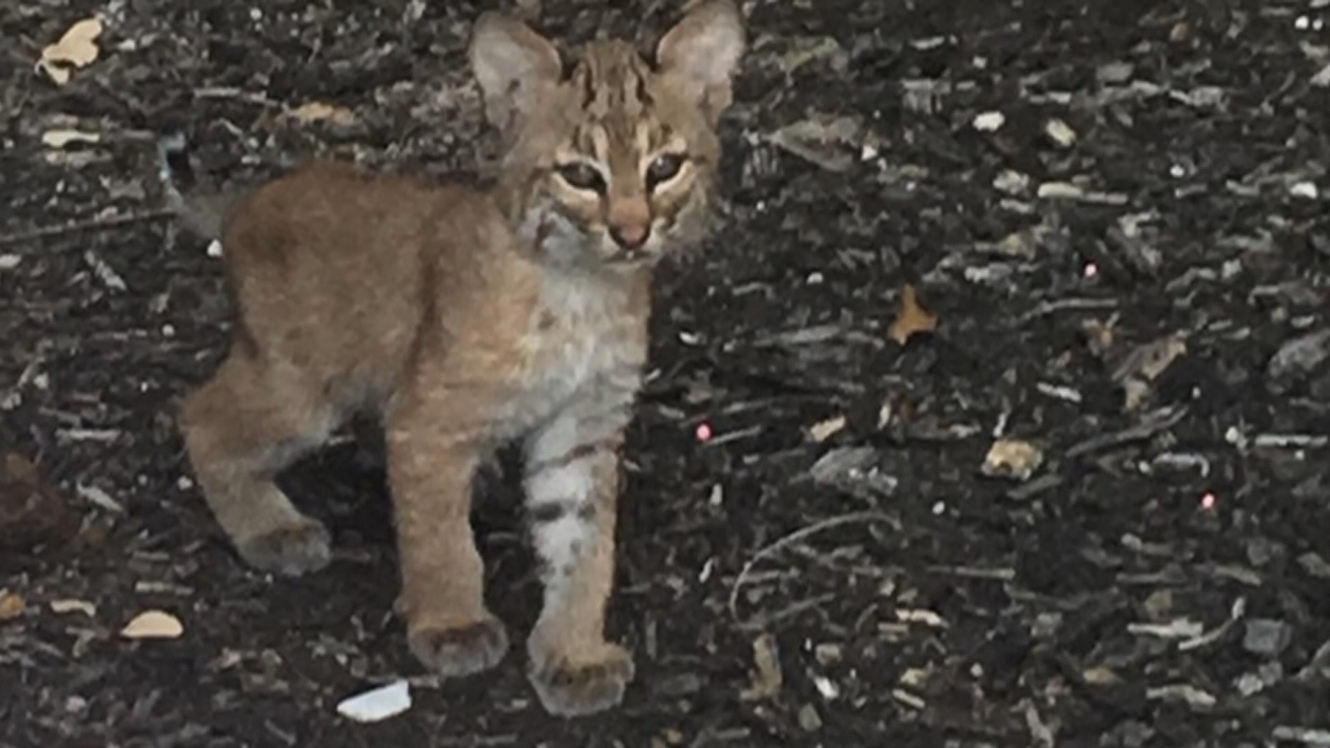 Plano family grows concerned as baby bobcats in backyard get bigger